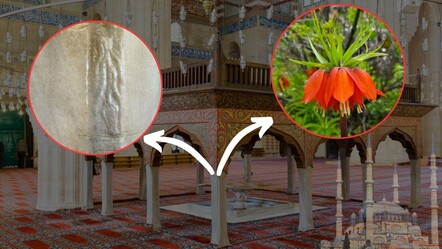 Koparmanın cezası 244 bin lira! Selimiye'deki ters lale Edirne'de yetiştirilmeye başlandı - yasam