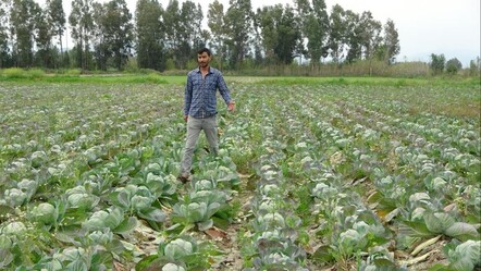 Fiyat 8 TL'den 1 TL'ye düştü, ürün tarlada kaldı! Tüm hasadı köyüne ücretsiz dağıtıyor - ekonomi