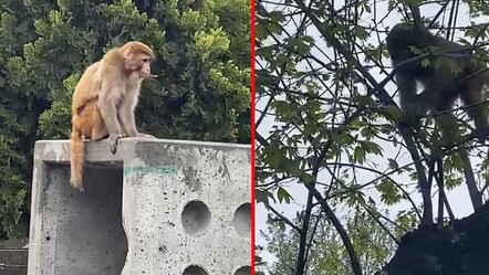 Yer: Fatih! Firari maymunu görenler şaştı kaldı, yakalamak için çok uğraştılar - dunya