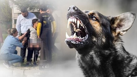 Ankara’da başıboş köpek dehşeti! Şoka giren çocuk uzun süre kendine gelemedi - gundem