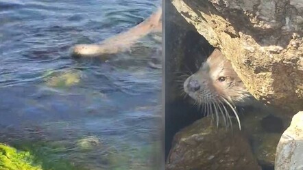 Sinop’ta nesli tükenmekte olan su samuru görüntülendi - yasam