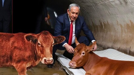 ‘Kızıl İnek’ hortladı! İsrail, antik kehanetle din savaşı peşinde - dunya