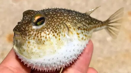 Balon balığı avlayanlara ödenecek tutar belli oldu - ekonomi