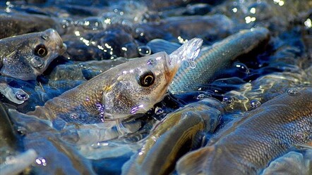 İnci kefali için 3 aylık av yasağı başladı! 15 Nisan ile 15 Temmuz tarihleri arasında avlanamayacak - yasam