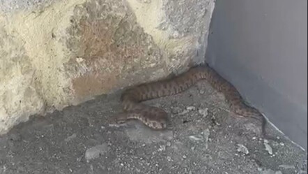 Isırığı bir insanı öldürmeye yetiyor: 2 metrelik engerek yılanı görüntülendi - gundem