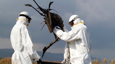 Kuş gribi hayvanlar arasında “pandemi” seviyesine ulaştı, DSÖ'den kritik uyarı! - dunya