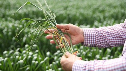 Buğdayda 'pas' alarmı: Üreticiler aman dikkat! Tarladan olabilirsiniz - dunya