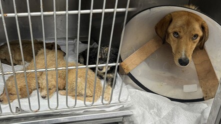 Hamile köpeği silahla vurdular! Bacağı ve kuyruğu ampute edildi - gundem