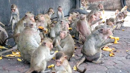 Terör estiriyorlar, gasbediyorlar ve dükkan basıyorlar! Maymun cehennemi... - gundem