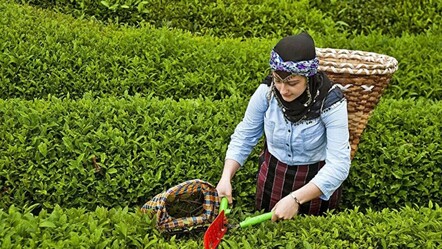 Türkiye'nin çay ihracatı ilk çeyrekte 8,5 milyon doları aştı - ekonomi