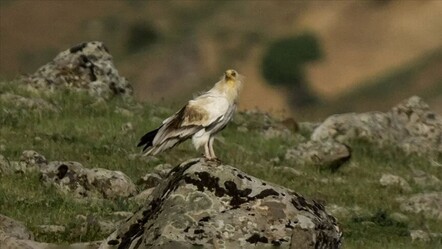 Bingöl'de nesli tükenme tehlikesi altında olan küçük akbaba görüntülendi - haberler