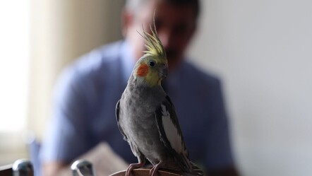 'Ölürüm Türkiyem' şarkısını söyleyen papağan! - yasam