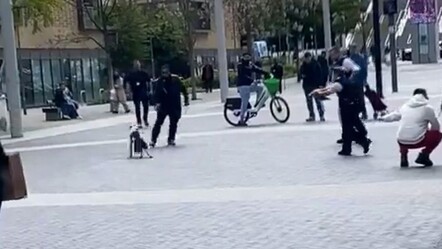 Londra polisinden başıboş köpeğe şok tabancalı müdahale - gundem