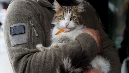 ‘Adını Yedi Bela Hüsnü koyduk!’ Yoldan geçenlerin korkulu rüyası, saldırganlığı ile nam saldı - gundem