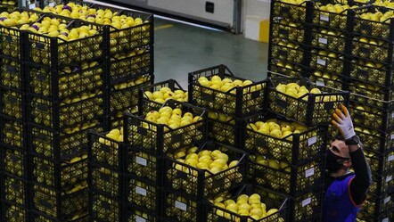 Bulgaristan geri göndermişti! Limonda yasaklı madde tehlikesi, soruşturma başlatıldı - ekonomi