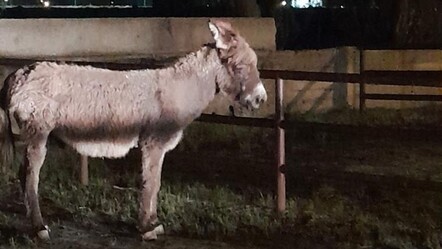 İki kişi canından oluyordu! Birine köpek saldırdı, diğerini eşek ısırdı - gundem