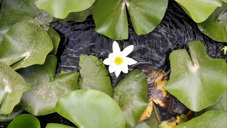 Dokunan yanar! Bu çiçeği koparmanın cezası cep yakıyor, duyanın ağzı açık kalıyor - gundem