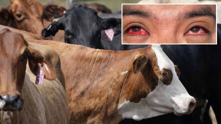 Mandırada çiftçilik yapan adama inekten kuş gribi bulaştı! Gözleri kan çanağına döndü - dunya