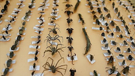 Tarımda yepyeni bir çağ başlıyor! Zararlıları önceden tespit etmek artık mümkün! - ekonomi