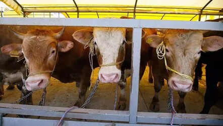 Kurbanlıklar ne kadar? Fiyatlar il il değişiyor, rakam 300 bin liraya kadar çıkıyor - gundem