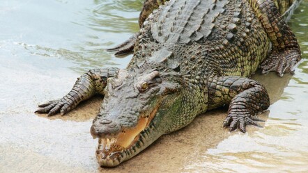 Engelli oğlunu timsahlara yem etti! Her satırı kan dondurdu - gundem