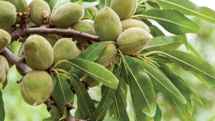 Yatırımlarına tarımla başladı! İstanbul Holding 1 milyar dolar değer hedefliyor - ekonomi