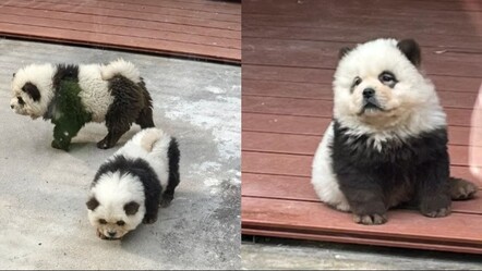 Bir bu kalmıştı! Çin’de çakma panda - dunya