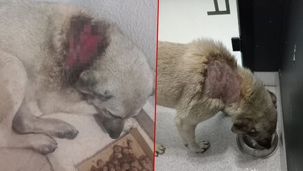 Köpeğe kaynar suyla saldırı! - gundem