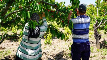 Depremden etkilendi köyüne döndü! 30 ton üretecek, kilosu 50 lira - magazin