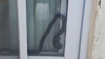 Yılan bir anda karşılarına çıktı! Ev sahiplerinin büyük korku ve panik anları - gundem