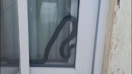 Eve giren yılan yürekleri ağza getirdi! Ekipler zor yakaladı - gundem