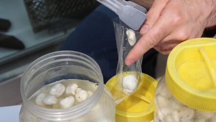 Altından değerli sakız! Fiyatı dudak uçuklatıyor, yarım altına kafa tutuyor - ekonomi