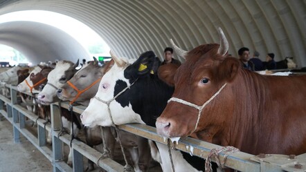 Bayrama sayılı günler kaldı! İşte küçükbaş ve büyükbaş kurbanlık fiyatları... - gundem
