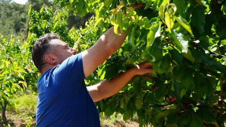 Tarlada 35, markette 200 lira! Kirazdaki fiyat değişimi düşündürücü - yasam