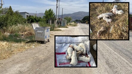Çöp konteynerinin yanından geçen öğrenciler fark etti! Kanlı poşetten 6 köpek yavrusu çıktı - gundem