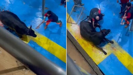 İnsanlıktan utandıran görüntüler! Büyükbaş hayvana işkence yapan 5 cani tutuklandı - gundem