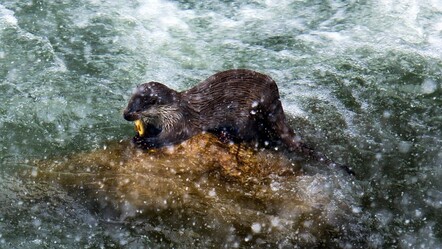 Halk arasında 'su iti' olarak biliniyor: Nesli tükenmekteydi... Uzun zaman sonra ilk kez görüntülendi - yasam