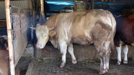 Kurban Bayramı için satılan Paşa bir araba ağırlığında - ekonomi