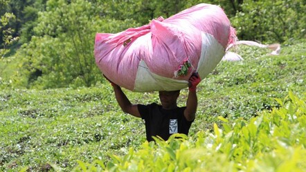 Senegalli işçiler çay hasadında! Günlük yevmiyeleri 2 bin TL - gundem