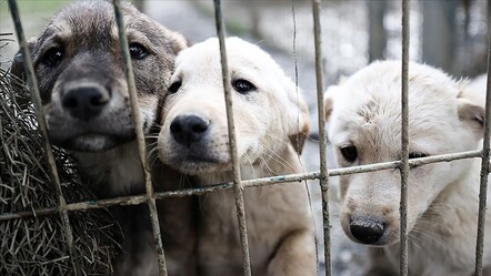Başıboş köpek sorunu çözülüyor! Yasa teklifi 10 gün içerisinde mecliste - gundem