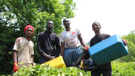 Günlük yevmiyeleri gündem olmuştu! Jandarma harekete geçti, Senegalli çay işçileri için karar verildi - ekonomi