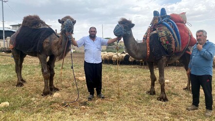 Adıyaman’da kurbanlık develer kapış kapış gitti! Para peşin kırmızı meşin - ekonomi