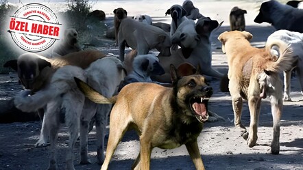 Köklü çözüm için tek çare uyutma! AK Parti başıboş köpeklerle ilgili kanun teklifi hazırlıyor - magazin