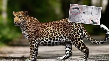 Türkiye'de daha önce böylesi hiç görülmedi...  Anadolu parsı, sırtlan ile kapıştı - yasam