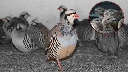 Nesli tükenmek üzereydi! 17 yılda 208 bin kınalı keklik üretilip doğaya salındı - yasam