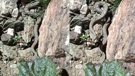 Van'da Türkiye’nin en zehirli yılanı görüldü - gundem