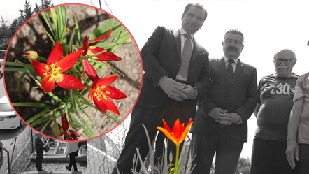130 yıl önce kaybolmuştu! Amasya'da açan 'Yitik Türk lalesi'ni sadece 10 gün görebileceğiz - yasam