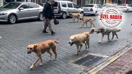 Başıboş köpekler artık hayati tehlike arz ediyor - guncel