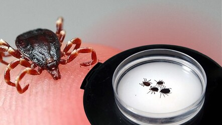 Yaz geldi korkulu rüya geri döndü! Kene vakaları artış gösteriyor - saglik