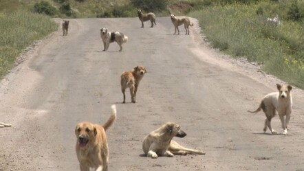 Başıboş köpekler uyutulacak mı? AK Parti'den düzenlemeye ilişkin açıklama - guncel